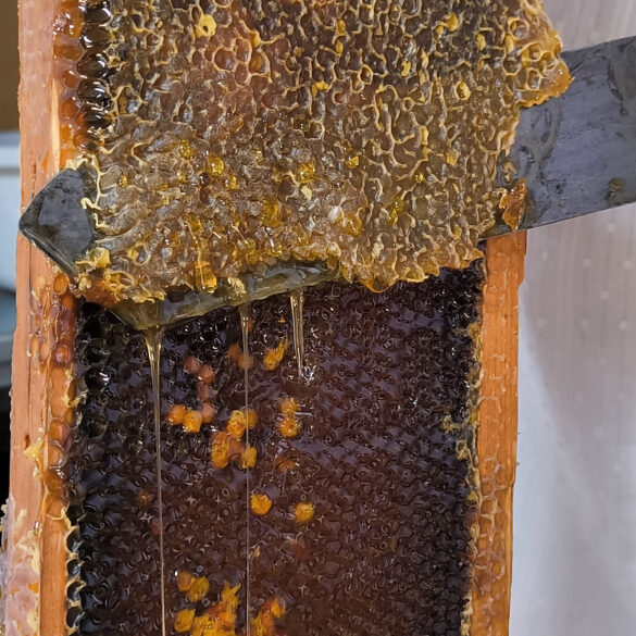 HONEY EXTRACTION